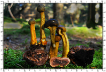 Elaphomyces asperulus
